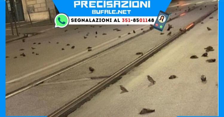 uccelli morti