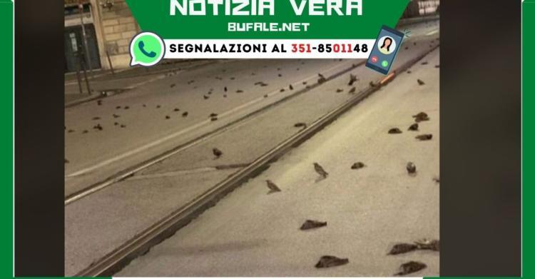 uccelli morti a Roma