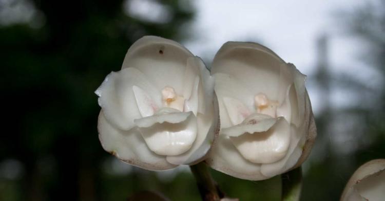 peristeria elata