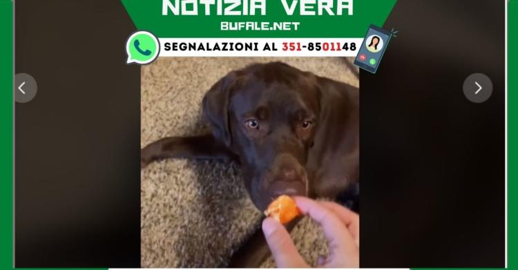 cane