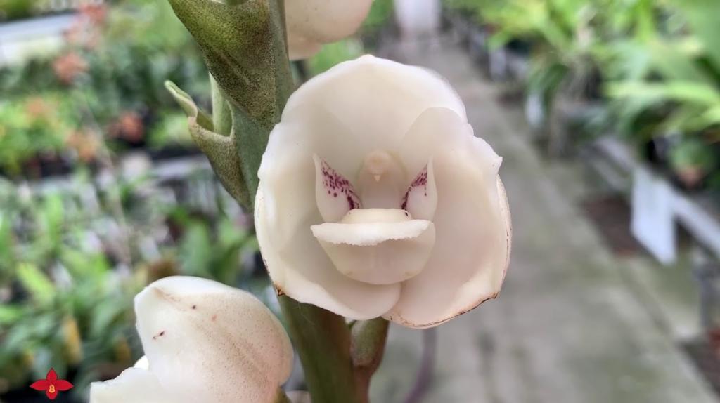 Peristeria elata