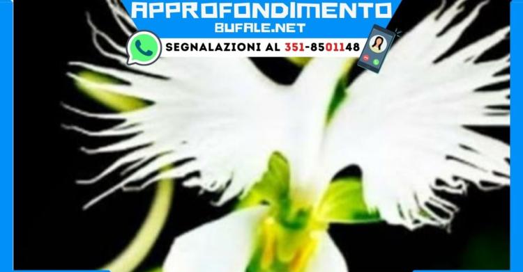 auguri di buona Pasqua 2021