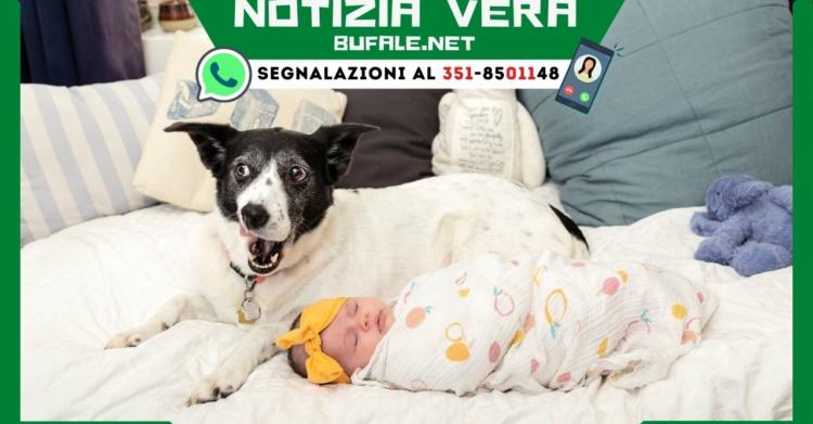 NOTIZIA VERA cane salva un neonato