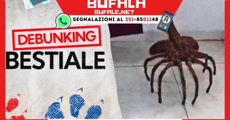 ragno artropode in Puglia