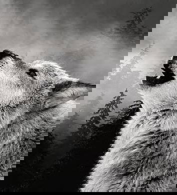 Il gioco della disinformazione