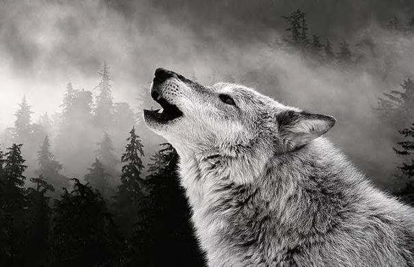 Il gioco della disinformazione article-post