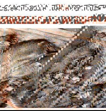 I rifiuti dell’industria del latte!