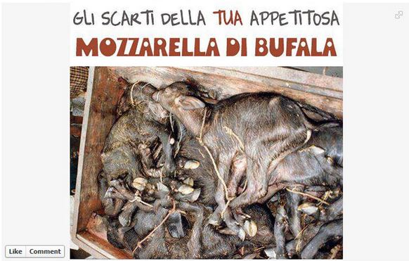 I rifiuti dell’industria del latte!