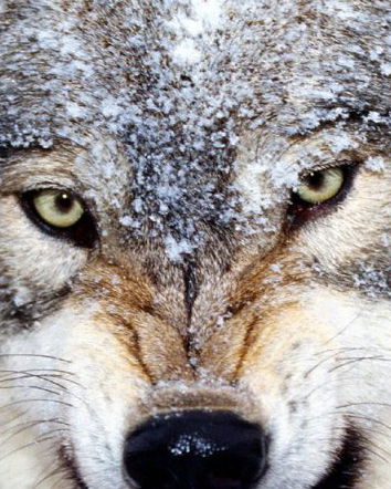 Gli animali sezionati in Danimarca