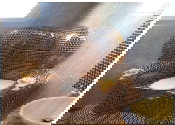 Il WC d’oro di Yanukovich