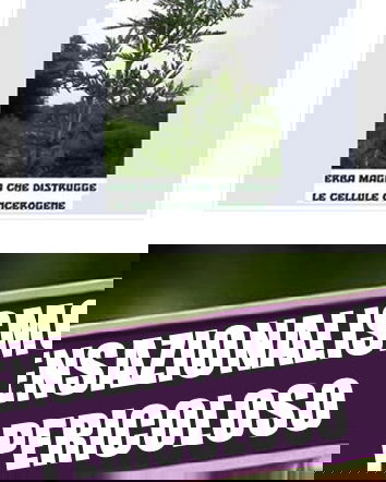 L’Artemisia annua distrugge i tumori?