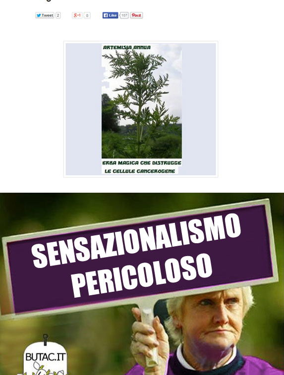 L’Artemisia annua distrugge i tumori? article-post