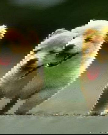 Strage di animali ad opera di minorenni?