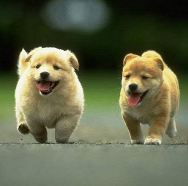 Strage di animali ad opera di minorenni? article-post