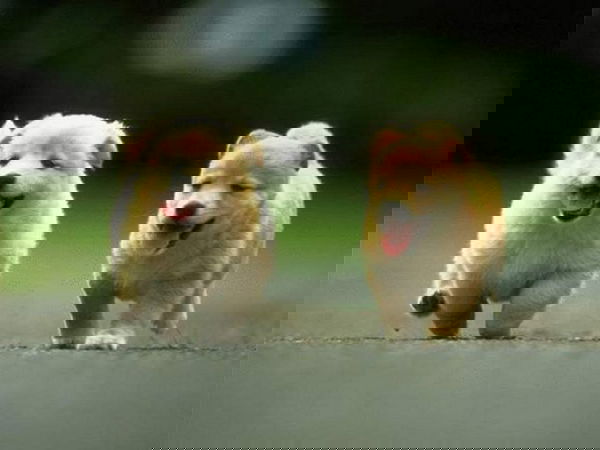 Strage di animali ad opera di minorenni?