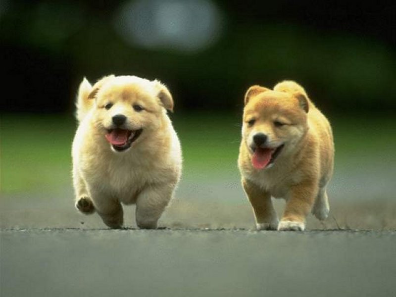 Strage di animali ad opera di minorenni? article-post