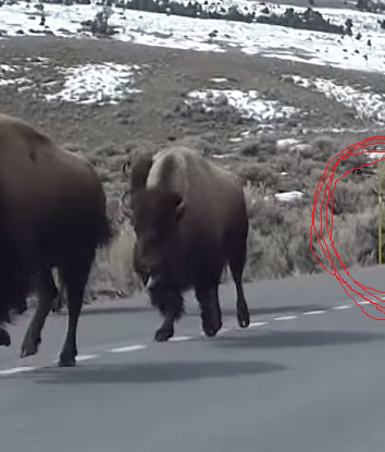 Yellowstone bufal on the run