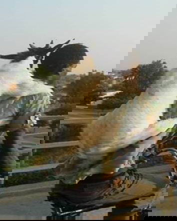 Strage di capre in strada