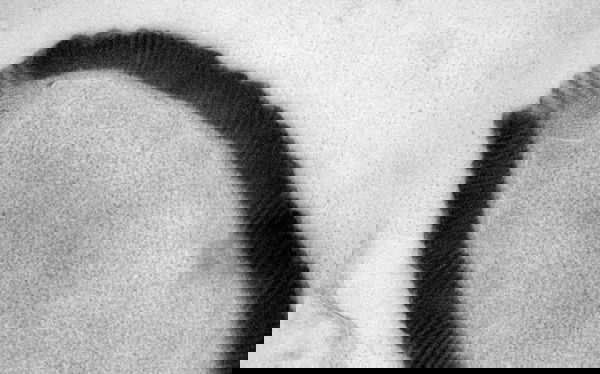 Il virus gigante siberiano