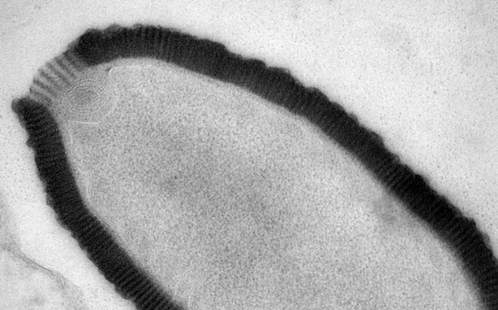 Il virus gigante siberiano article-post