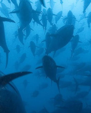 Il tonno FAO 61 e 71