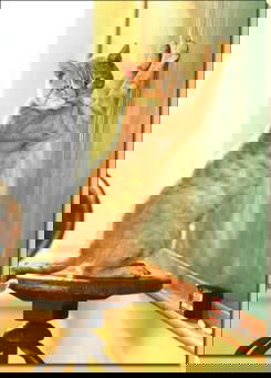 I gatti da vivisezione article-post