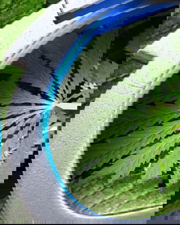 La cannabis light e la Cassazione