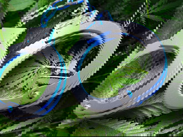 La cannabis light e la Cassazione