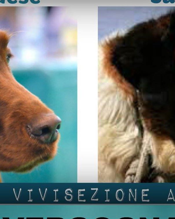 Sperimentazione su San Bernardo e Pastore Irlandese? article-post