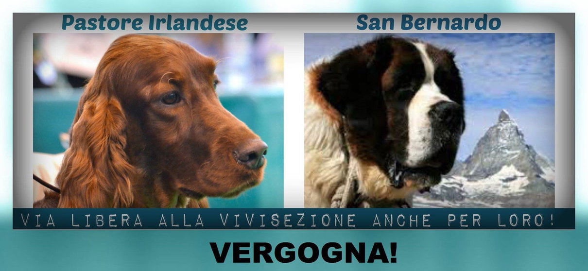 Sperimentazione su San Bernardo e Pastore Irlandese? article-post