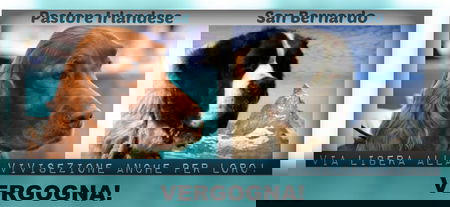 Sperimentazione su San Bernardo e Pastore Irlandese? article-post