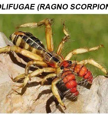 Il solifugae, detto “ragno scorpione”