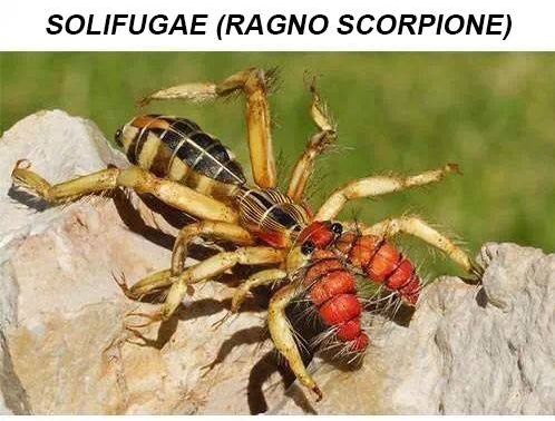 Il solifugae, detto “ragno scorpione” article-post