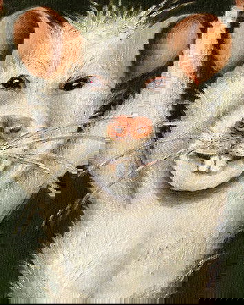 Il topo gigante in cucina