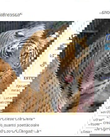 Cinese tenta suicidio nella gabbia delle tigri