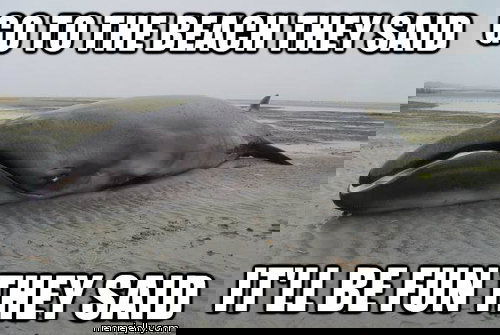 La balena esplosiva sulla costa ligure