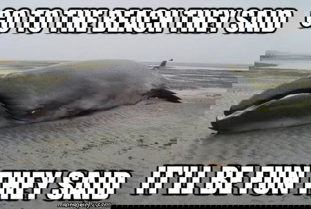 La balena esplosiva sulla costa ligure article-post