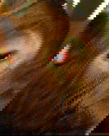 Il toro che piange…