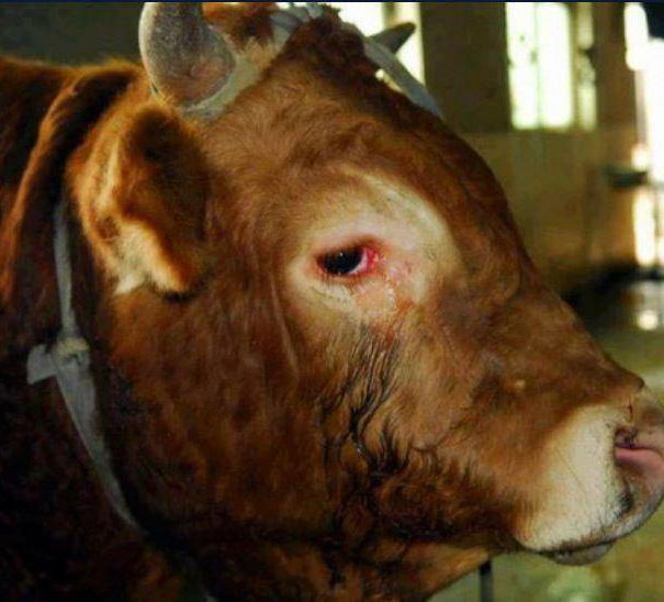 Il toro che piange… article-post