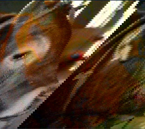 Il toro che piange…