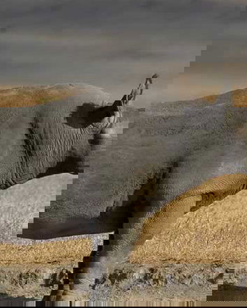 Il rinoceronte nero estinto?