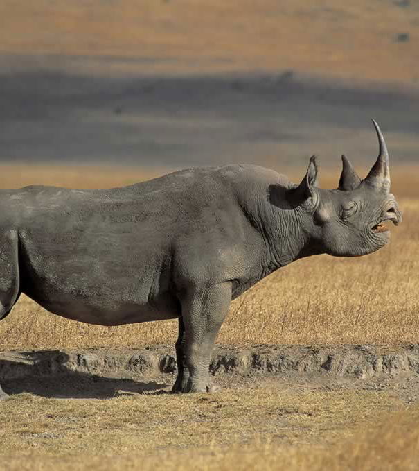 Il rinoceronte nero estinto? article-post