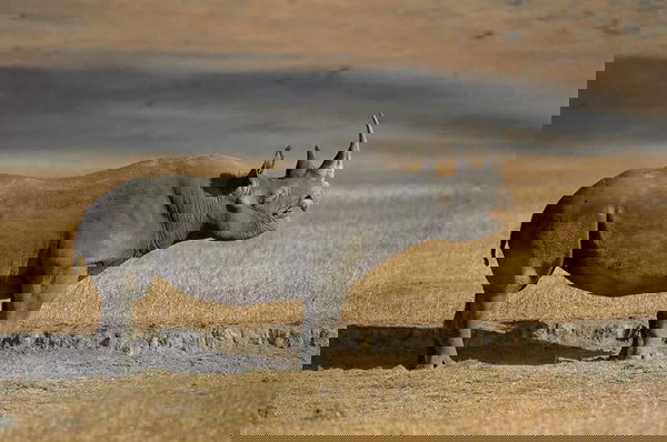 Il rinoceronte nero estinto?