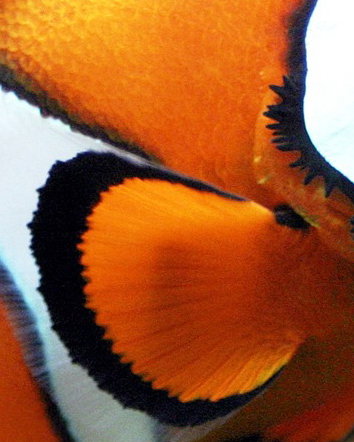 … e grazie per tutto il pesce!