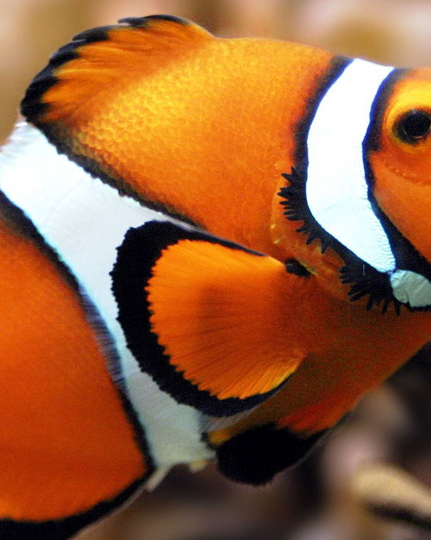 … e grazie per tutto il pesce! article-post