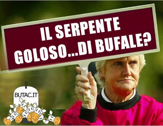 Il serpente goloso di mucche