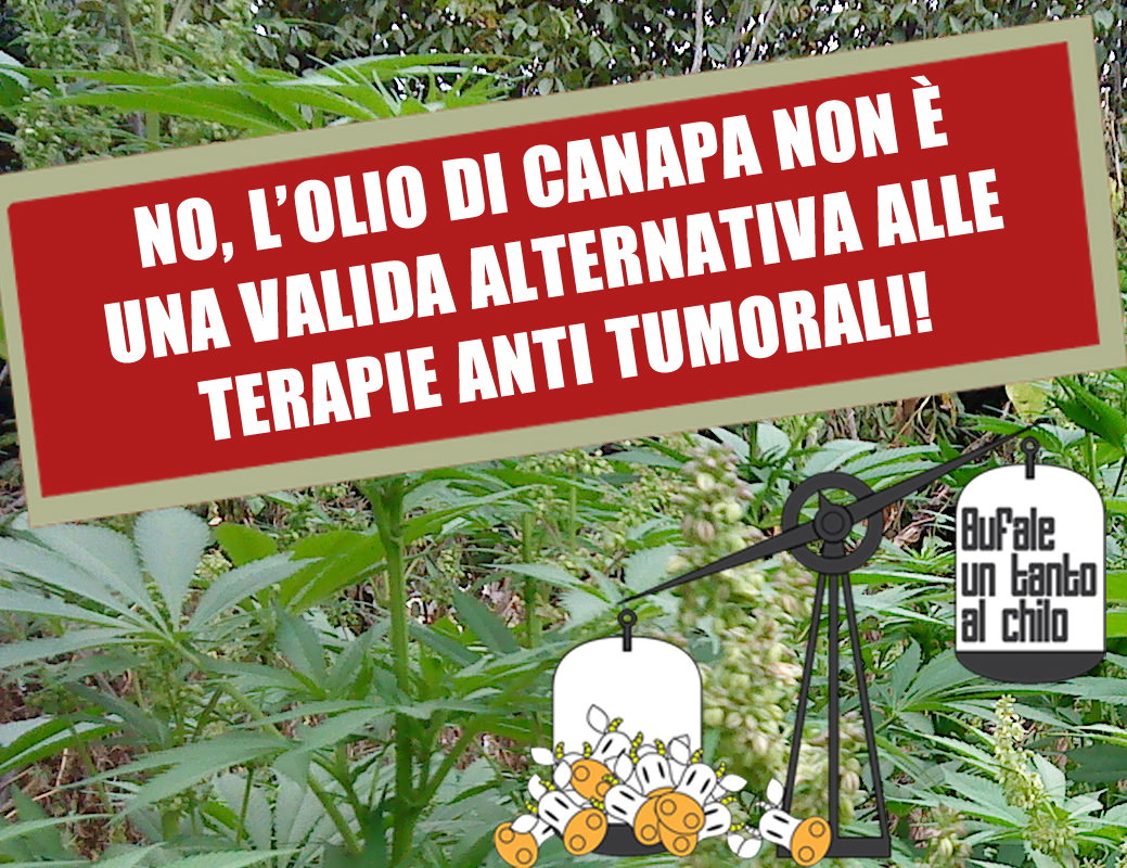 L’olio di canapa article-post