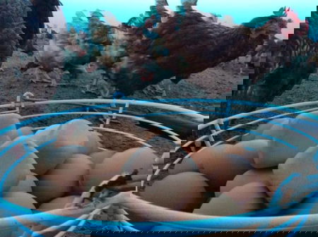 Le uova false… article-post