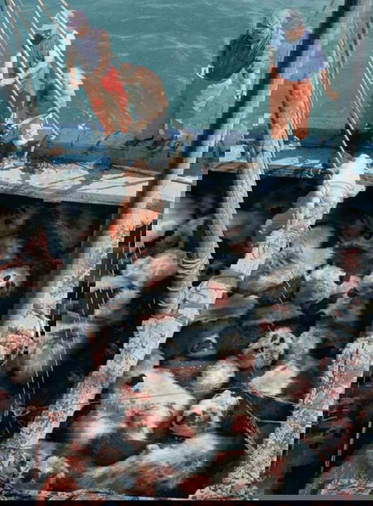 I panda acquatici? article-post