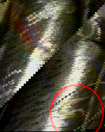 L’anisakis nei bastoncini?